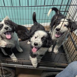 Australian Shepherd, Great Dane, and Great Pyrenees Puppies from AEW Farm