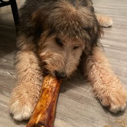 Bernedoodles, Goldendoodles, and Labradoodles from Dreamy Doodles