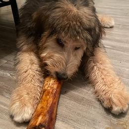 Bernedoodles, Goldendoodles, and Labradoodles from Dreamy Doodles