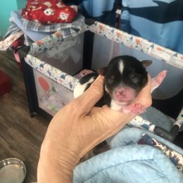 Yorkshire Terrier Puppies from Jackie Jenny’s Precious Yorkies