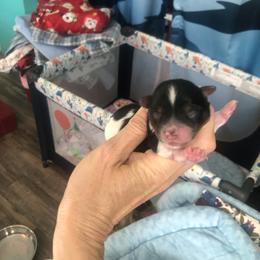 Yorkshire Terrier Puppies from Jackie Jenny’s Precious Yorkies
