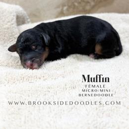 Muffin - Phantom female Bernedoodle puppy in Temecula, California from Brookside Bernedoodles