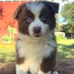 Goose Goose - Red & white male Miniature Australian Shepherd puppy in Williamson County, Texas from Raising Star Ranch Toy and Mini Aussies