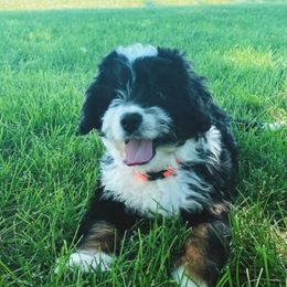 Bernedoodles, Goldendoodles, and Golden Retrievers from Farr’s Goldens and Doodles