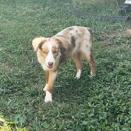 Toy Australian Shepherd puppies from Mike & Josh Mini & Toy Aussies