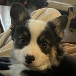 Heather - Black and tan female Pembroke Welsh Corgi puppy in Lima, New York from Hickory Springs Corgis