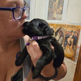 Purple color - Black and red female German Shepherd puppy in Coupeville, Washington from Von Hilkey Shepherds