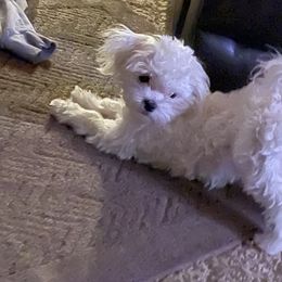 Maltese from Hops-a-Lot Maltese Ranch