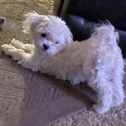 Maltese from Hops-a-Lot Maltese Ranch