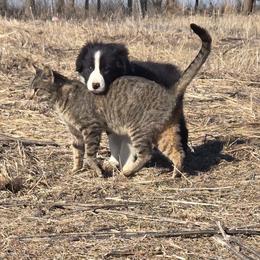 Fenway - Black male Border Collie puppy in Chariton, Iowa from Kickin It Acres BCs
