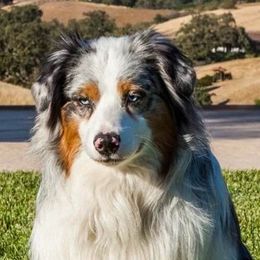 Australian Shepherds from Sutter Creek Aussies