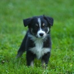 Fry - Black tri-color female Australian Shepherd puppy in Altmar, New York from E&C Australian Shepherds