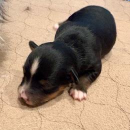 Liberty - Black tri female Toy Australian Shepherd puppy in Bixby, Oklahoma from Roeboat Aussies