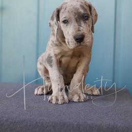 Button - Merle female Great Dane puppy in Denison, Texas from Hundeity Great Danes