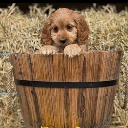 Elm - Apricot male Cavapoo puppy in Bozrah, Connecticut from Cedar Creek Farm