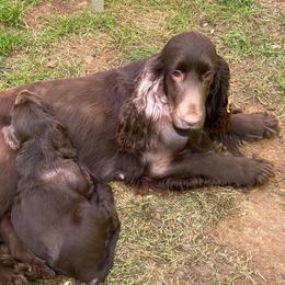 Field Spaniel All Grown Up from Catera Field Spaniels