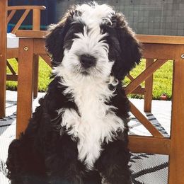 Bernedoodles and Goldendoodles from Ekelund Doodles