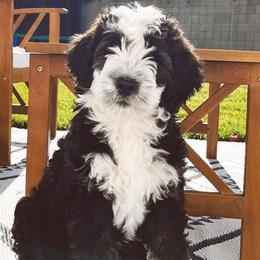 Bernedoodles and Goldendoodles from Ekelund Doodles