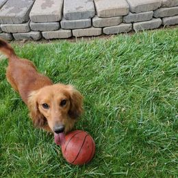 Dachshunds from Hot Diggity Doxens