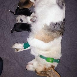 Eagle - Black and tan female American Corgi puppy in Ellensburg, Washington from Faery Mount Farm