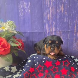 Cupcake - Black and tan female Rottweiler puppy in Peoria, Arizona from Von Diamond Hearts Rottweilers