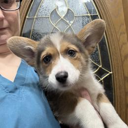 Pink - Blue female Pembroke Welsh Corgi puppy in Sturgis, Michigan from Eberle's Pembroke Welsh Corgis