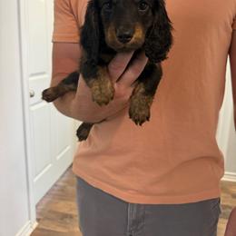 Derby - Black and tan male Dachshund puppy in Celina, Texas from Oak Bridge Farm
