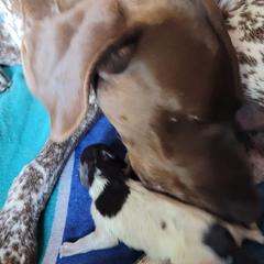 German Shorthaired Pointers from Dragoon Mountain Kennels