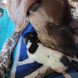 German Shorthaired Pointers from Dragoon Mountain Kennels