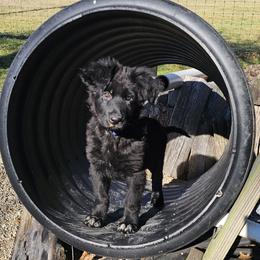 Faith (Red collar) - Black female German Shepherd puppy in Columbus, Indiana from Stony Lonesome GSD