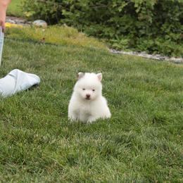 Topaz - Chocolate male Pomsky puppy in Clarkston, Utah from Red Rock Ranch Breeders