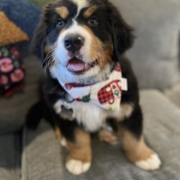 Bernese Mountain Dog Puppies from Willow Tree Berners