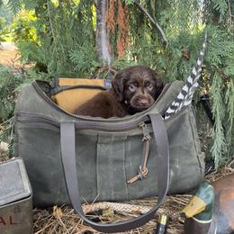 Yellow - Liver female Boykin Spaniel puppy in Portland, Tennessee from Honey Run Boykins