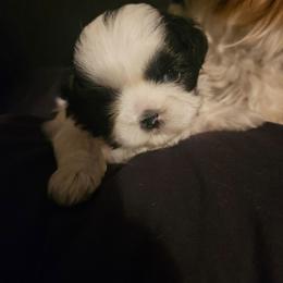 GIRL 2 - Black and white female Shih Tzu puppy in Little Falls, Minnesota from Tough Shih