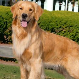 Anna - Golden Retriever