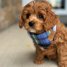 Mufasa🦁, boy - Red Cavapoo puppy in Elk Ridge, Utah from Topnotchpoodles
