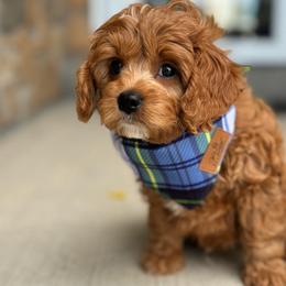 Mufasa🦁, boy - Red Cavapoo puppy in Elk Ridge, Utah from Topnotchpoodles
