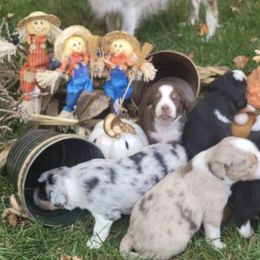 Miniature Australian Shepherds from Raylene's Aussies