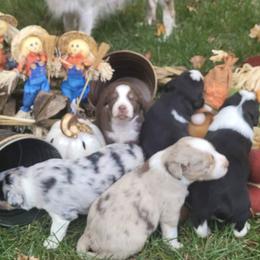 Miniature Australian Shepherds from Raylene's Aussies