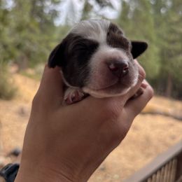 Ozark - dark green collar - Liver and white male German Shorthaired Pointer puppy in Mokelumne Hill, California from Underhill GSP