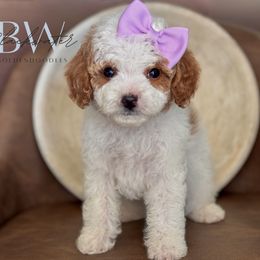 Posey - Parti female Goldendoodle puppy in Amarillo, Texas from Blackwater Doodles