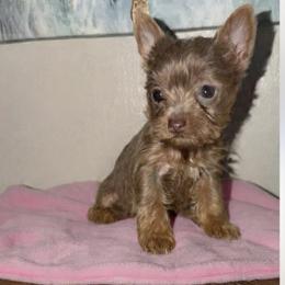 Paris - Chocolate and tan female Yorkshire Terrier puppy in Paisley, Florida from Everyonelovesyorkies