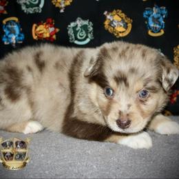 Casanova - Red merle male Miniature Australian Shepherd puppy in El Dorado Springs, Missouri from HP Aussie Kennels