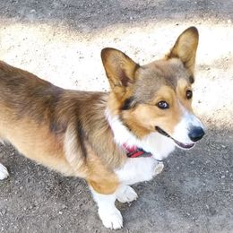 Ace - Pembroke Welsh Corgi