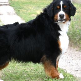 Chester - Bernese Mountain Dog