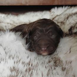 Chocolate Female - Brown and white female Aussiedoodle puppy in Apache Junction, Arizona from Loving Doodle