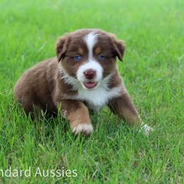 Tecovas - Red tri-color female Australian Shepherd puppy in Stephenville, Texas from AW Standard Aussies