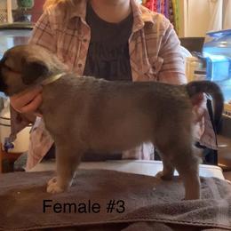 Female 3 - Fawn female Anatolian Shepherd Dog puppy in Daggett, Michigan from T&S Anatolians