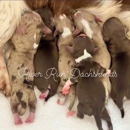 Dachshund Puppies from River Run Dachshunds