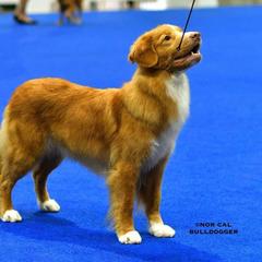 Nederlandse Kooikerhondje and Nova Scotia Duck Tolling Retriever All Grown Up from Hartenzoul